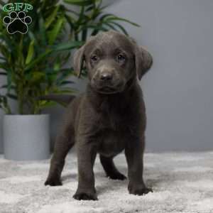 Callie, Charcoal Labrador Retriever Puppy